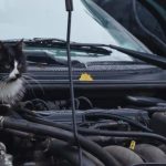 How to Keep Rodents Out of Engine Bay