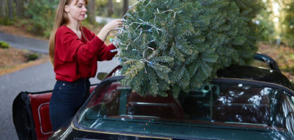 How to Tie Christmas Tree to Car